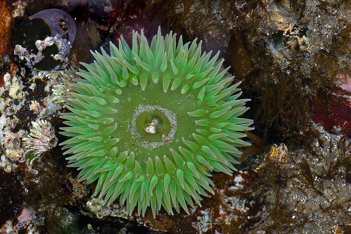 Grne Riesenanemone Anthopleura xanthogrammica Giant Green Anemone